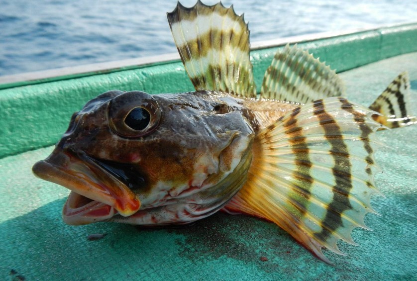 внешний вид бычка