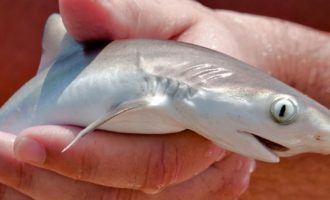 мелкая акула