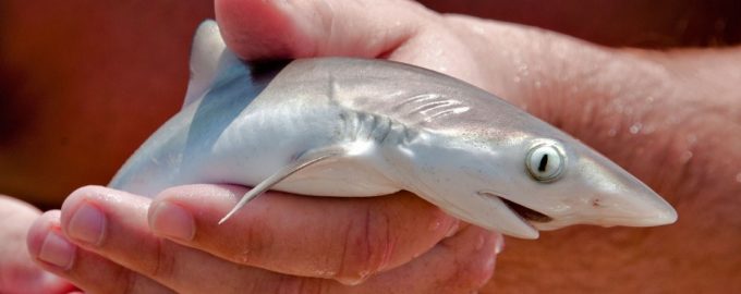 мелкая акула