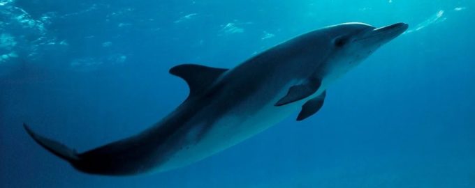 внешний вид дельфина