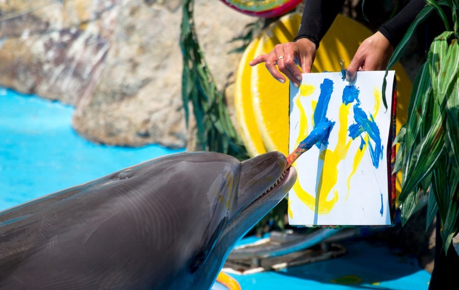 дельфин рисует кистью 