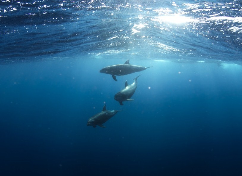 дельфины плавают стаей 
