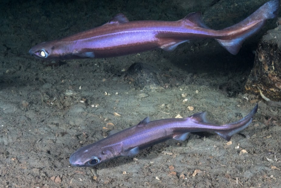 фонарная акула светится 