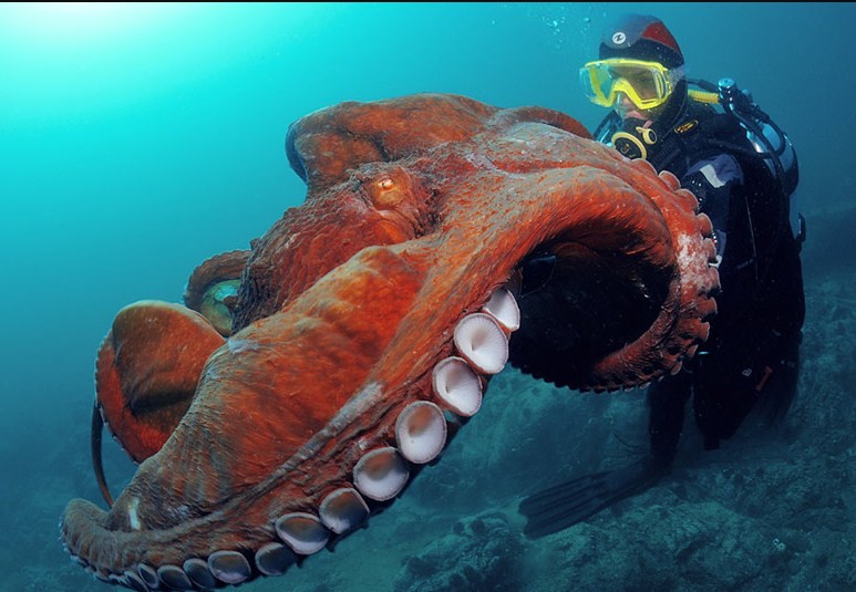 насколько огромными быают осьминоги 