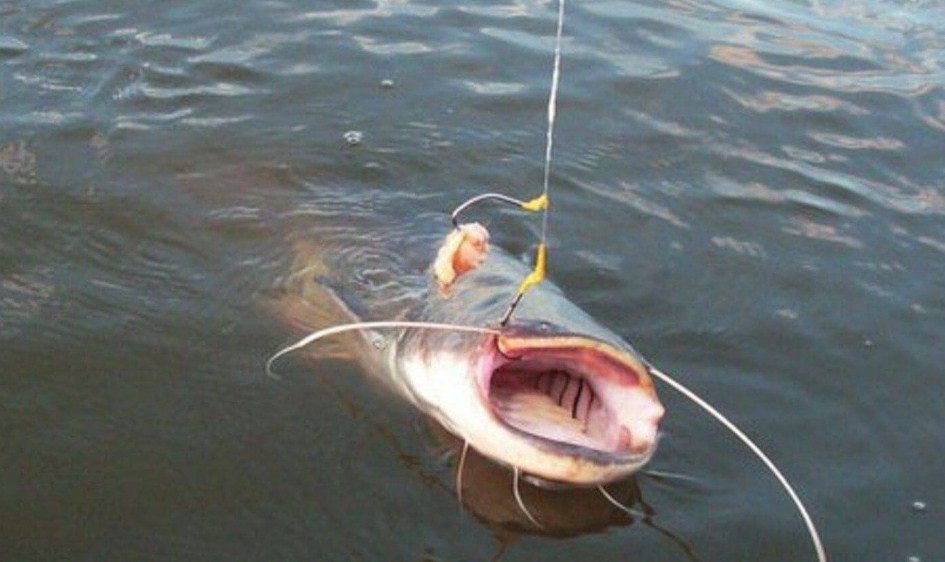 какклюет сом 