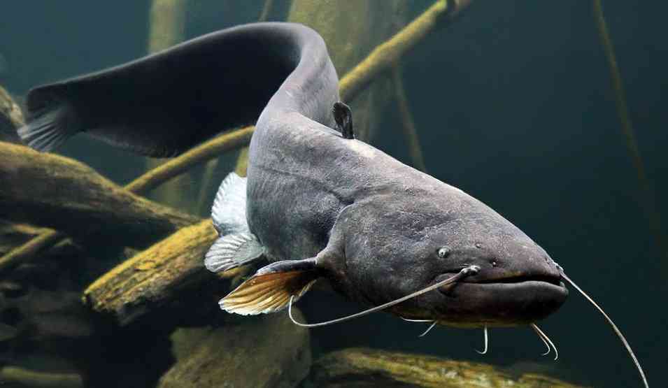 как выглядит сом 