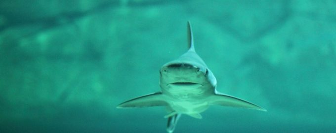 акулы являются одиночками