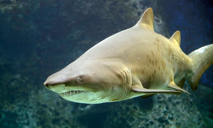 серая акула 
