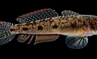 внешний вид бычка