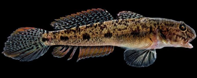 внешний вид бычка