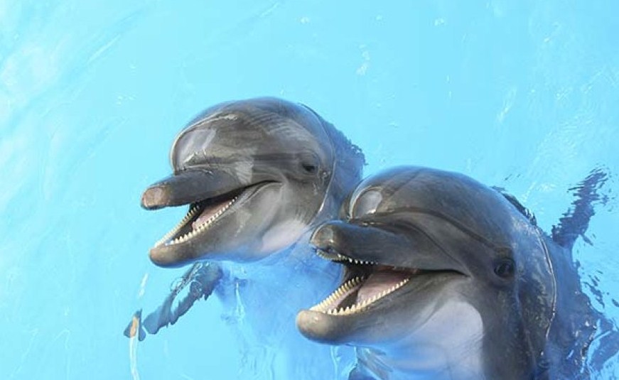 особенности внешнего вида дельфинов 