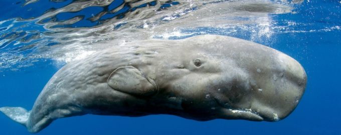 огромный кашалот в воде