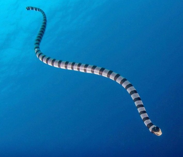 змея плывет 