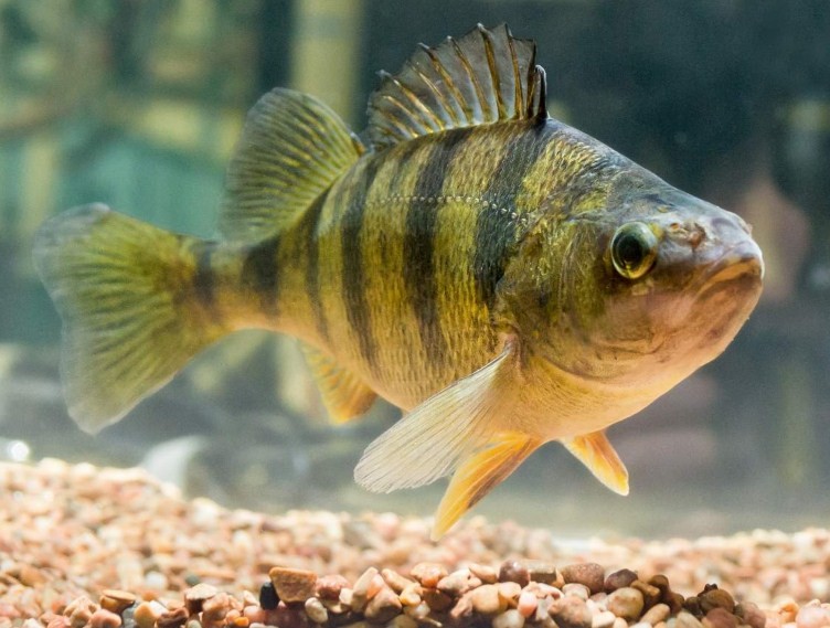 как правильно ловить окуня летом