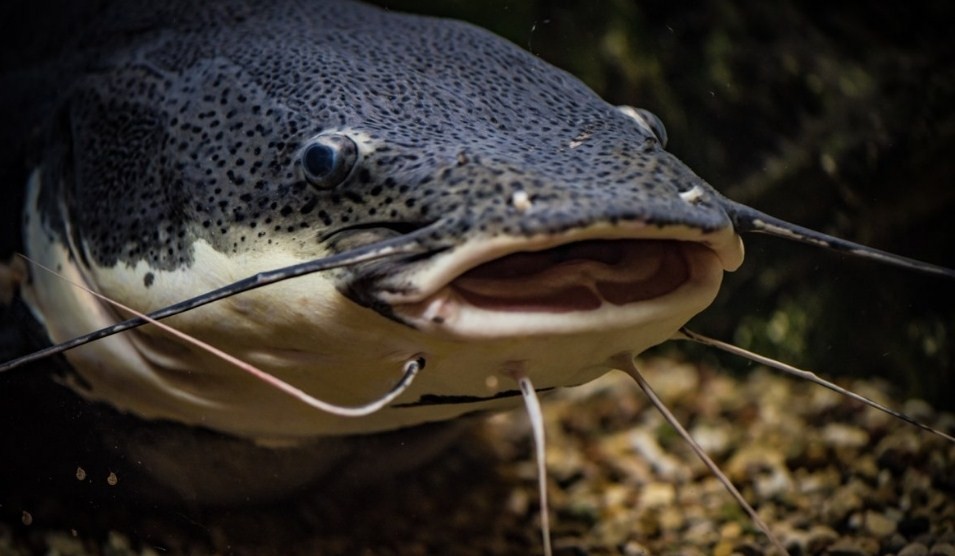 внешний вид рыбы сом 