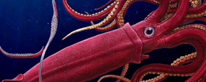 как выглядит гигантский кальмар