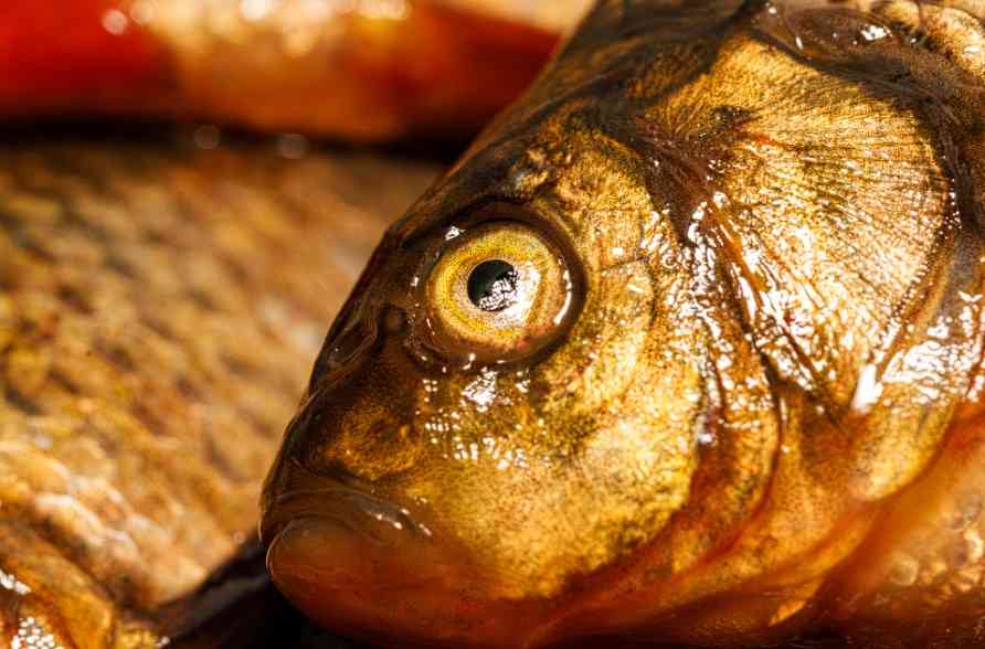 свежий карась