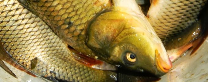 свежие караси