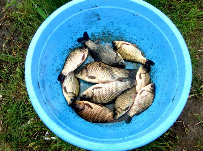 караси на дне ведра