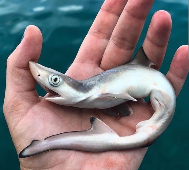 как выглядит карликовая акула 