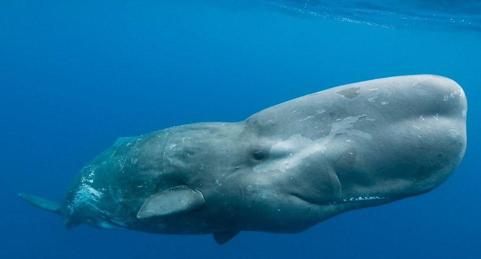 зубатый кит