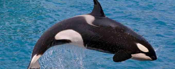 большая косатка