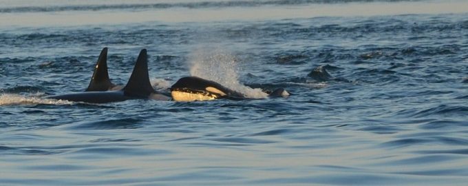 косатки в воде