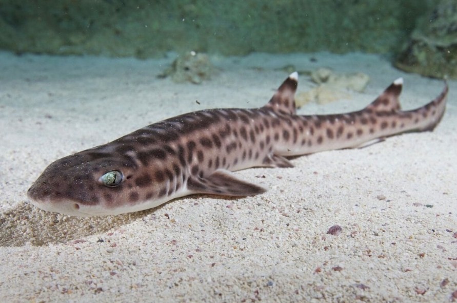 особенности строения кошачей акулы 