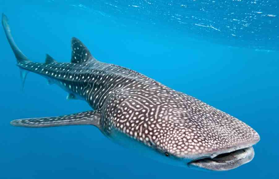 китовая акула