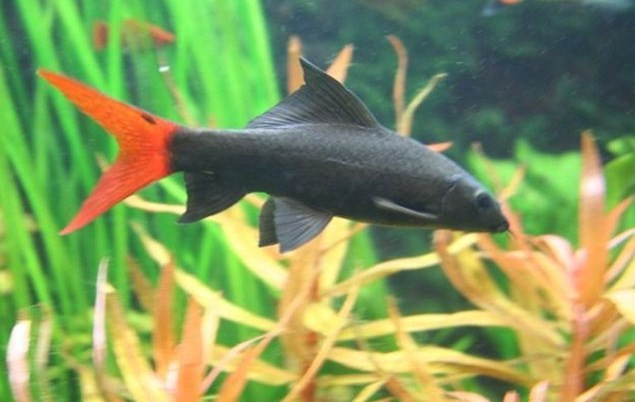 двухцветная акула 