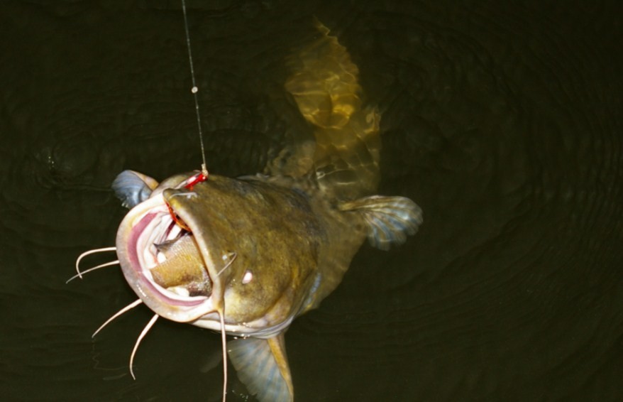 как поймать сома на удочку 