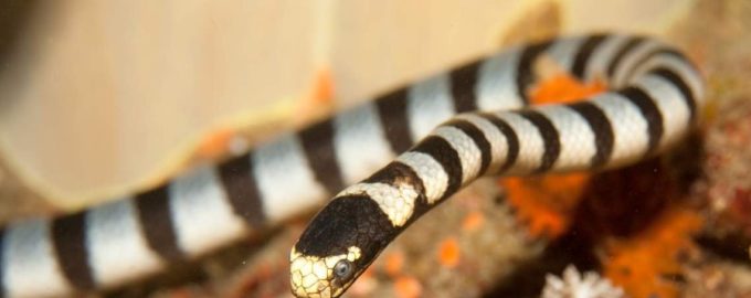 полосатая змея