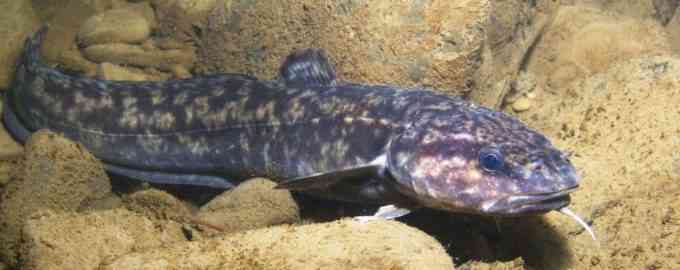 большой налим