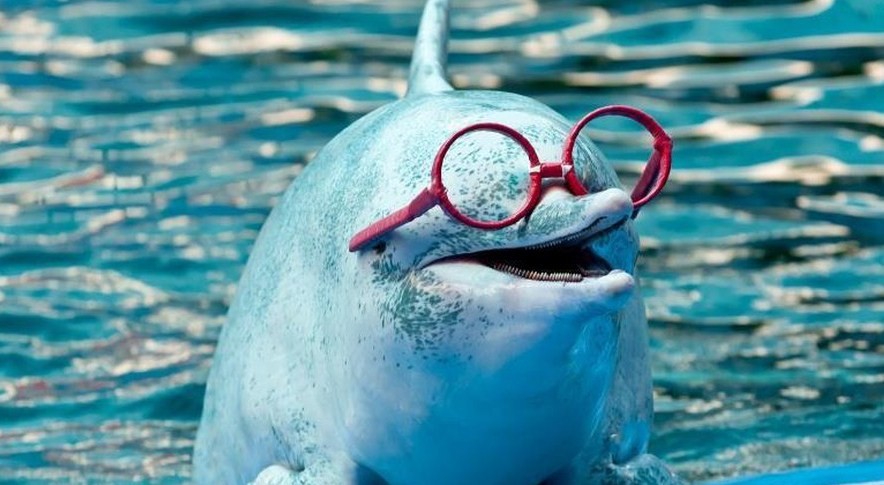 дельфин в очках 