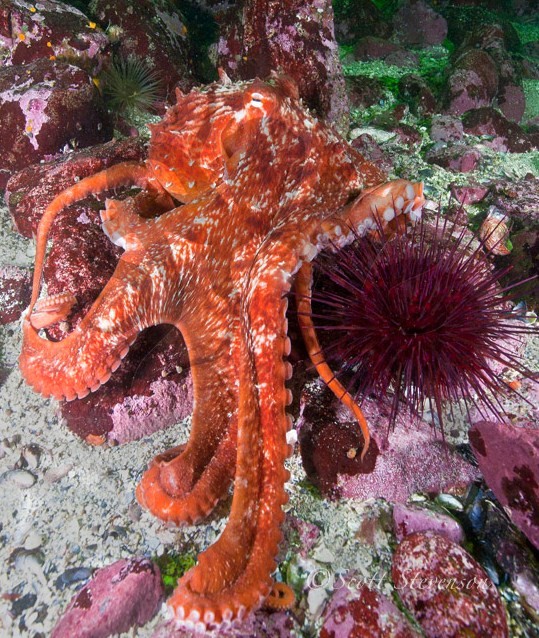 оборчатый осьминог гигант 