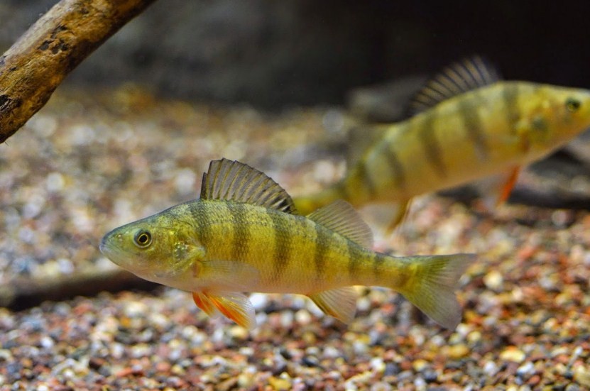 как выглядит окунь