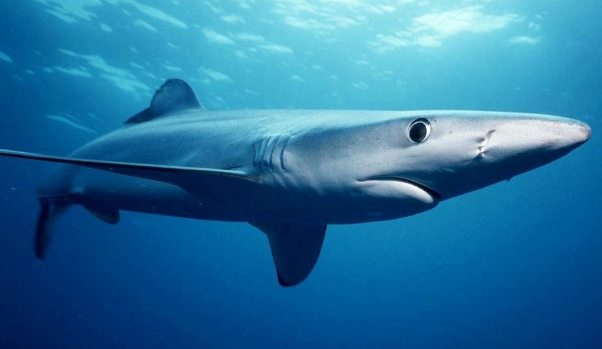 акулы водятся в реке ганг 