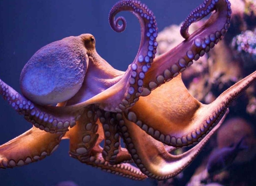 осьминоги гиганты 