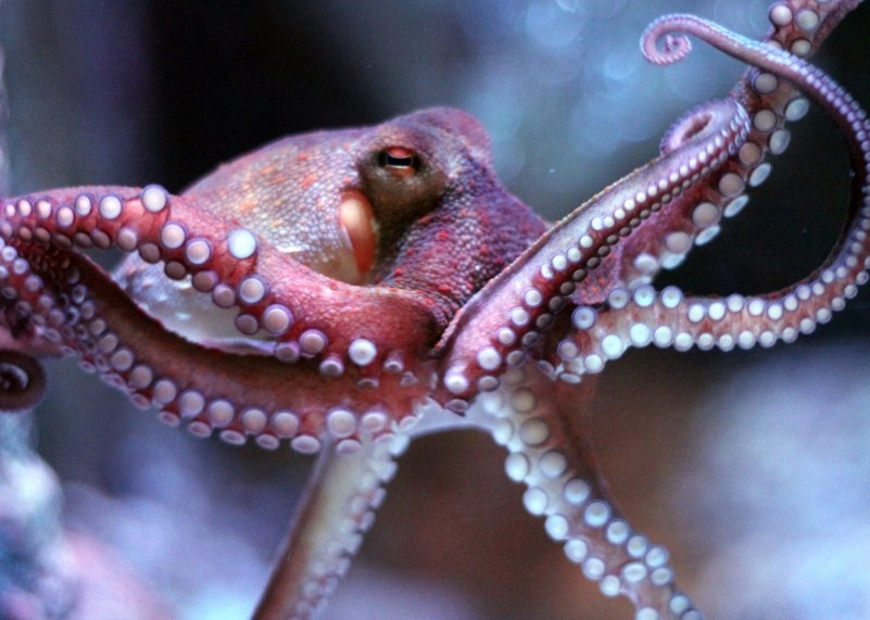 как выглядит осьминог 