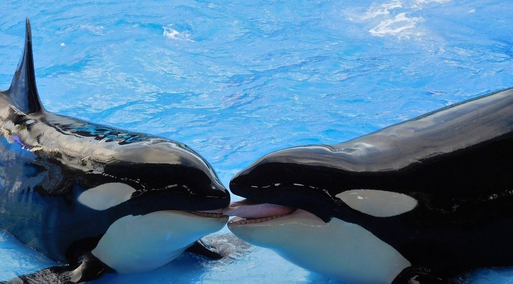 как выглядят косатки 