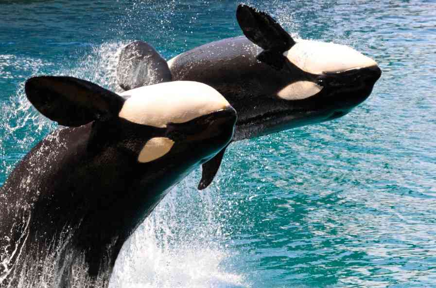 две косатки