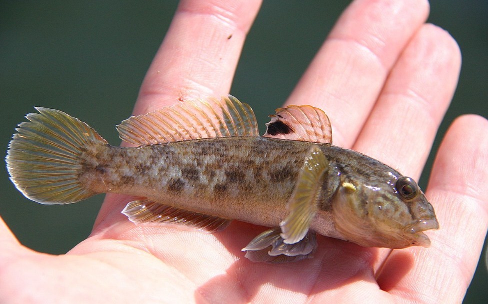 пойманный бычок