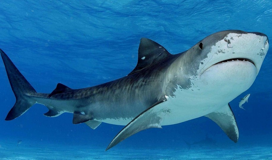 акула в воде 