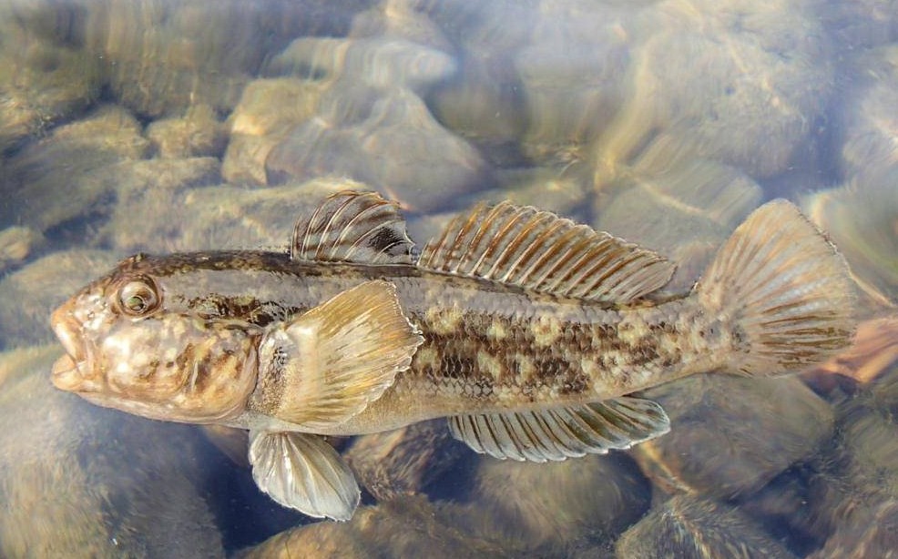 внешний вид бычка