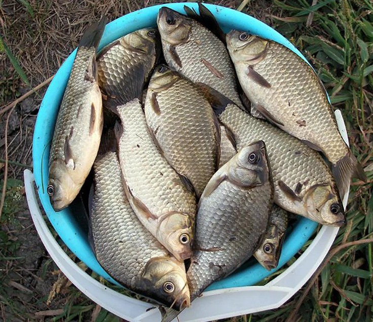полное ведро карасей 