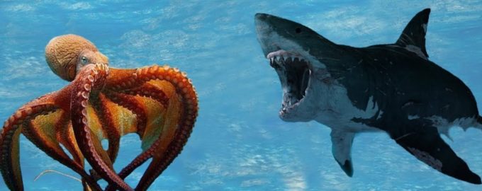 может ли осьминог победить акулу