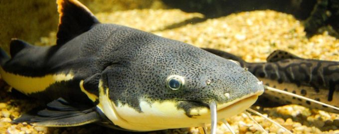 особенности ловли сома