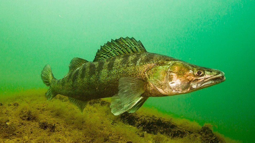 как поймать в августе судака
