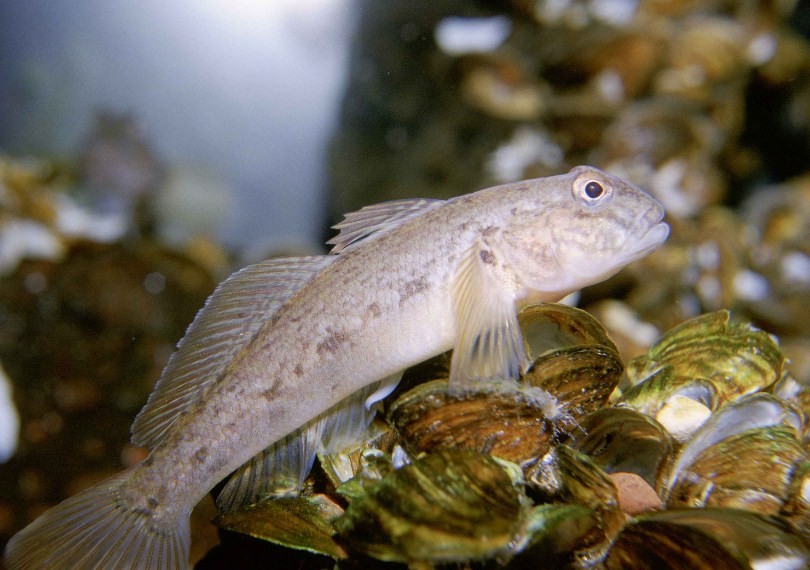 внешний вид рыбы бычок 