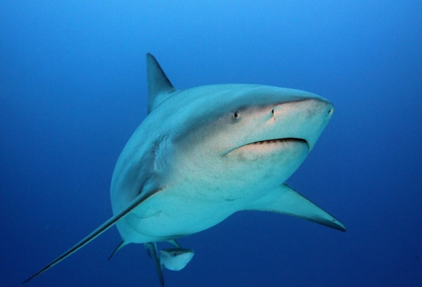 насколько опасна тупорылая акула 